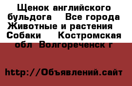 Щенок английского бульдога  - Все города Животные и растения » Собаки   . Костромская обл.,Волгореченск г.